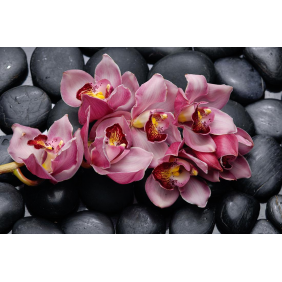 Цветы орхидеи на чёрной гальке