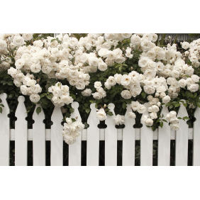 Белые розы с белым заборчиком в саду