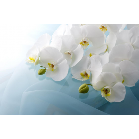 Нежные цветы белой орхидеи на голубом шёлке
