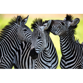 Игривые зебры