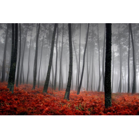 Красный папоротник в туманном лесу