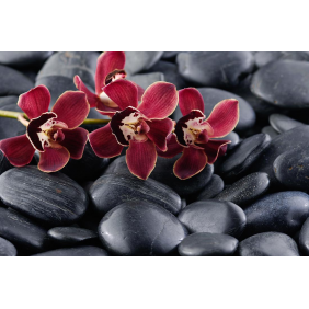Бордовая орхидея на серых камнях