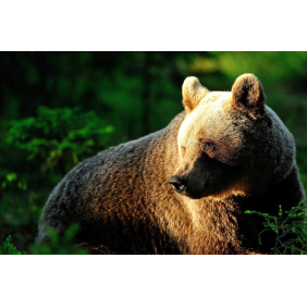 Медведь в лесу под солнечными лучами