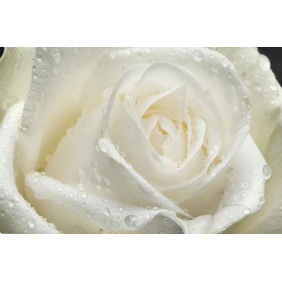 Бутон белой розы с каплями воды