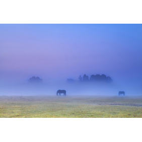 Пасущиеся лошади ранним утром