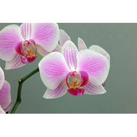 Цветущий бутон орхидеи на сером фоне