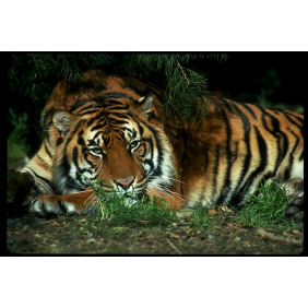 Тигр под сосновыми ветками