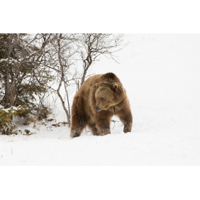 Медведь в начале зимы