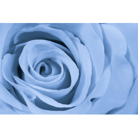 Голубая роза крупным планом