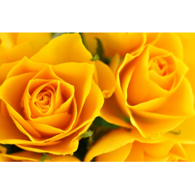 Бутоны желтых роз крупным планом