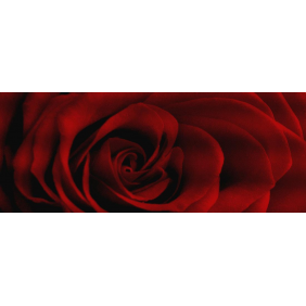 Фрагмент бутона красной розы
