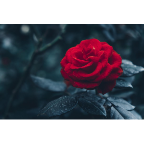Красная роза в саду на тёмном фоне