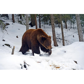 Медведь бредущий по зимнему лесу