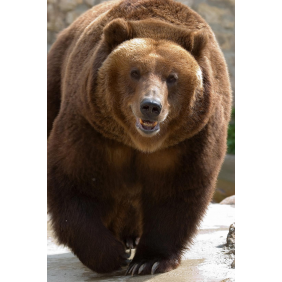 Огромный медведь