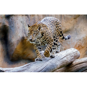 Леопард движется к цели