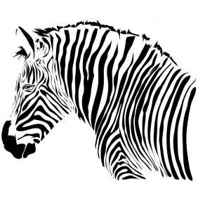 Чёрно-белый рисунок зебры
