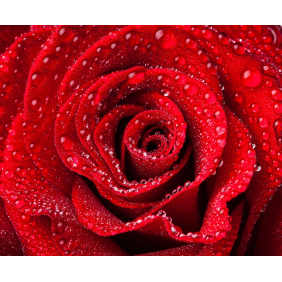 Бутон красной розы с каплями росы