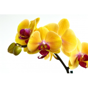 Жёлтая орхидея на белом фоне