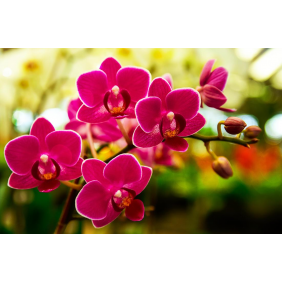 Тёмно-розовая орхидея на фоне сада