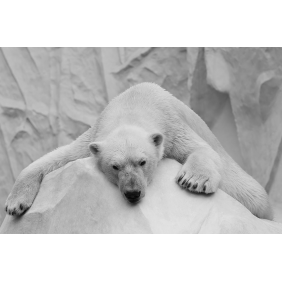 Белый медведь лежит на льду