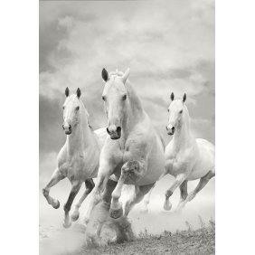 Белая тройка лошадей