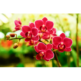 Орхидея красная