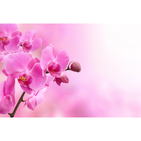 Красивый цветок розовой орхидеи