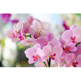 Цветы розовой орхидеи на фоне сада
