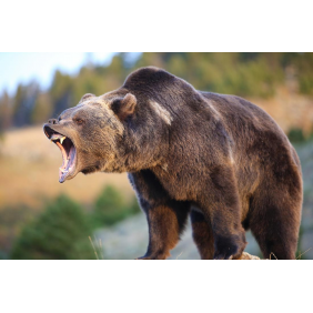 Рычащий медведь