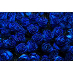 Большой букет из ночных синих роз