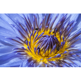 Сине-жёлтый цветок