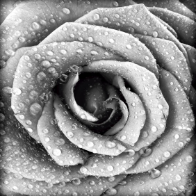 Роза под дождём 