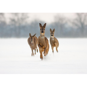 Три оленёнка бегут по снегу