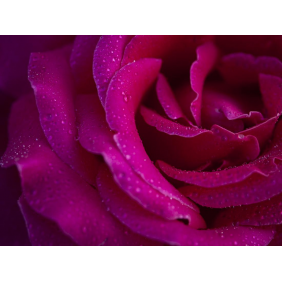 Фиолетово-красная роза