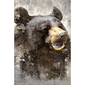 Бурый медведь, портрет