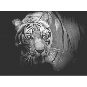 Изучающий взгляд тигра