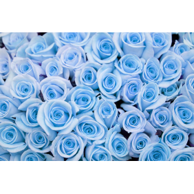 Фантастические голубые розы