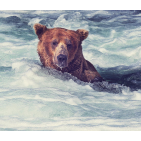 Медведь плывет по реке