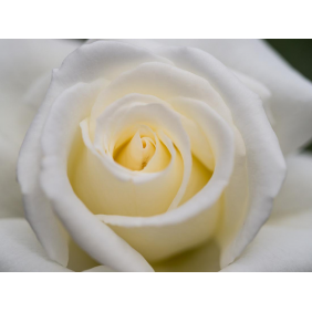 Нежный бутон белой розы