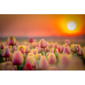 Поле тюльпанов на закате