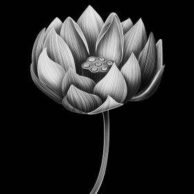 Чёрно-белый цветок лотоса