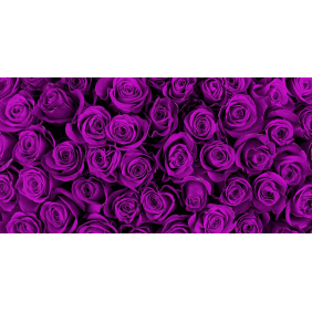 Фиолетовые розы
