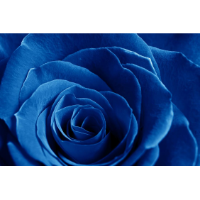 Красивая синяя роза крупным планом