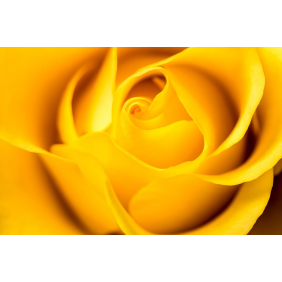 Желтая роза - бутон крупным планом