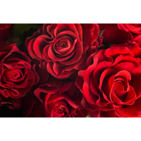Бутоны красных роз