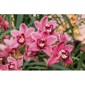 Розовая орхидея зелёном фоне