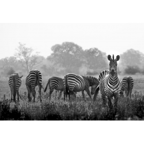 Заинтересованная зебра