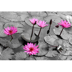Цветок водяной лилии
