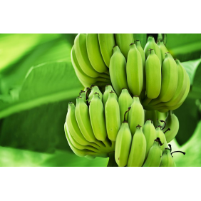 Бананы (4500х3000)