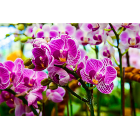 Орхидея в саду